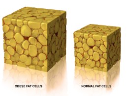 fat-cells